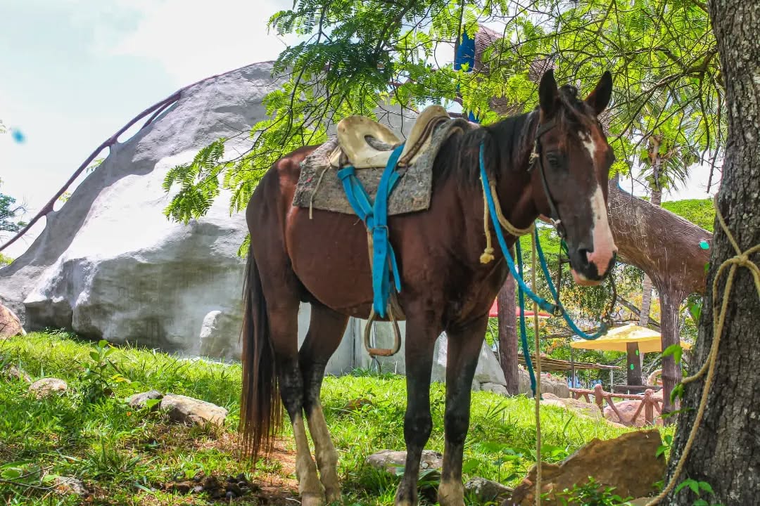 Caballo en Finca El Guamito